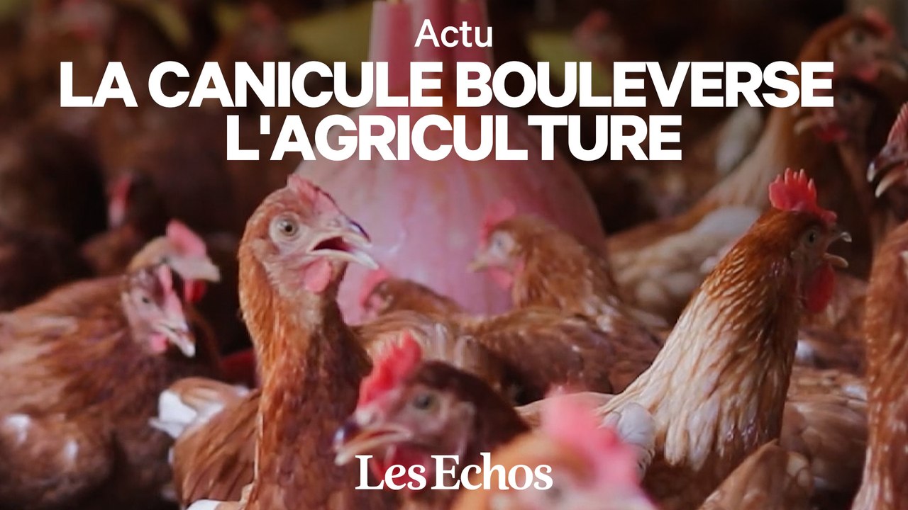 Face aux canicules, c’est tout un modèle agricole qui est bouleversé