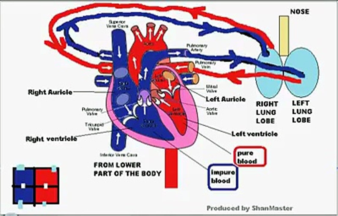 Each one of us must know, how our heart works from birth to death non stoppingly?