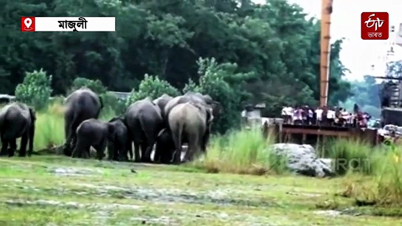 মাজুলীত বন্যহস্তীৰ বিশাল জাকৰ মুক্ত বিচৰণ, আতংকিত ৰাইজ