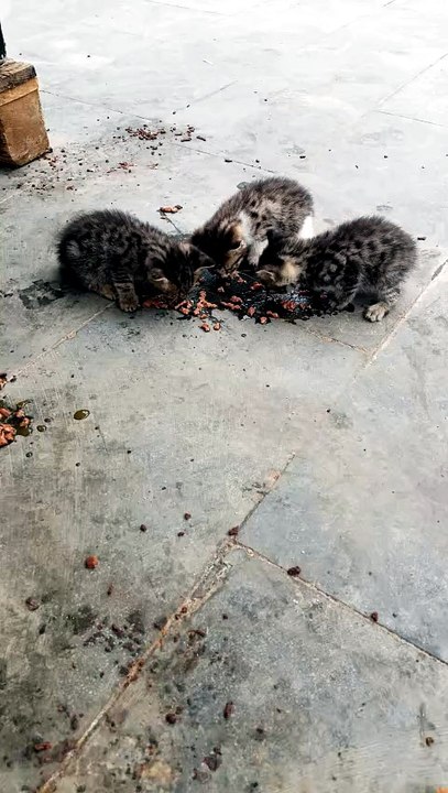 #sweet cats