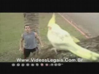 L'Oiseau