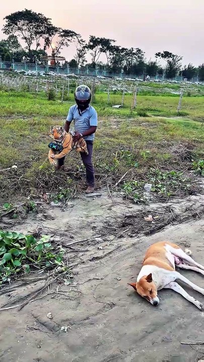 New Funny Video with Dog and Tiger # #funny #comedy #foryou #shorts #viral