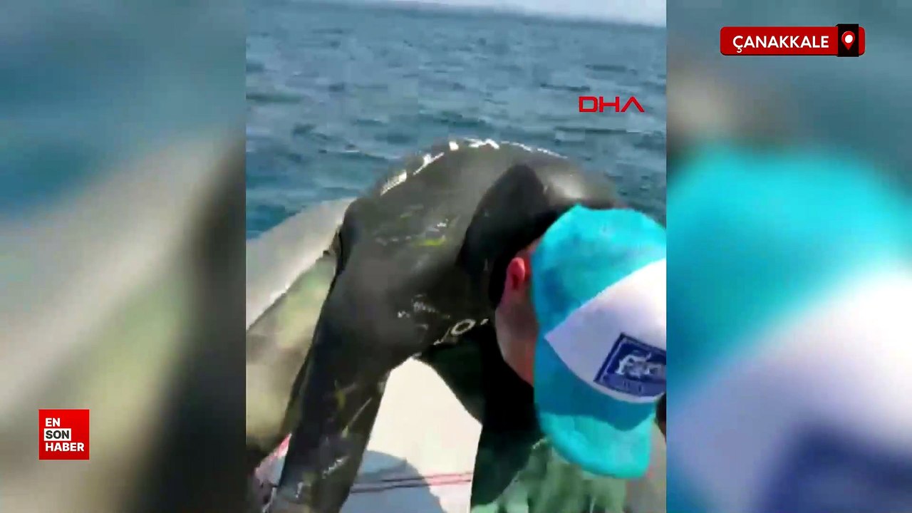 Gökçeada'da zıpkınla 1 metre 82 santim boyunda orkinos avladılar