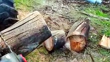 Chainsaw CHAOS  Why my saw was Pulling Sideways!