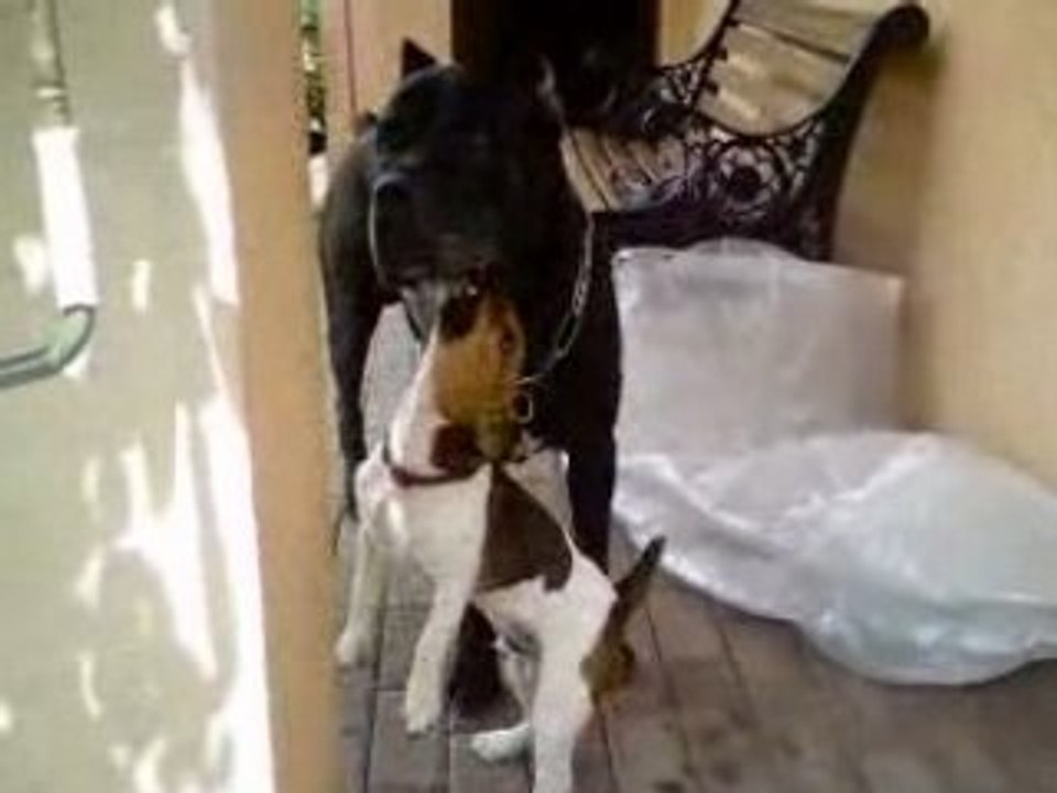 birko fait des bisous a darius