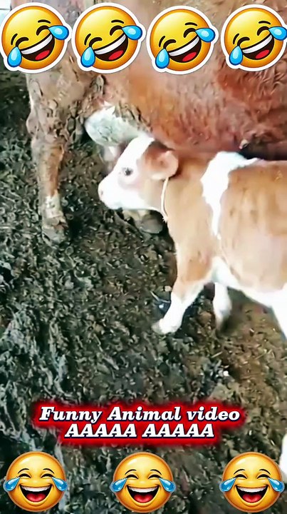 This calf is actually replying like a human! 😂🐄 #shorts