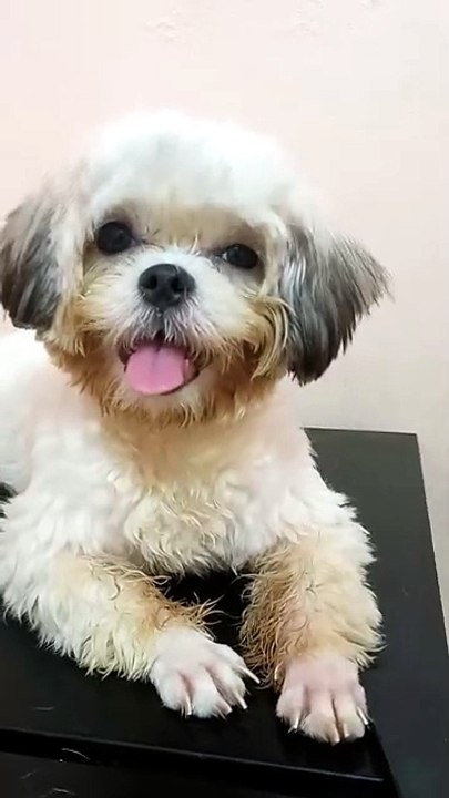 Shih tzu is now 7 months old