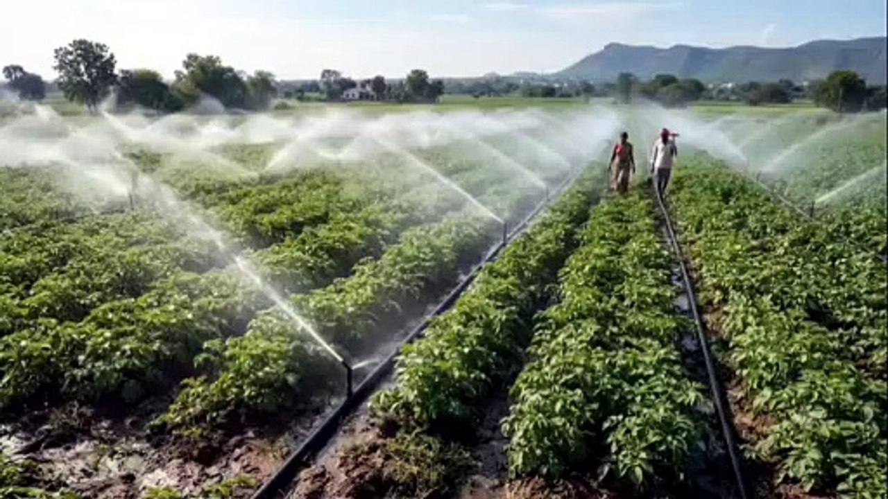 Potato farming