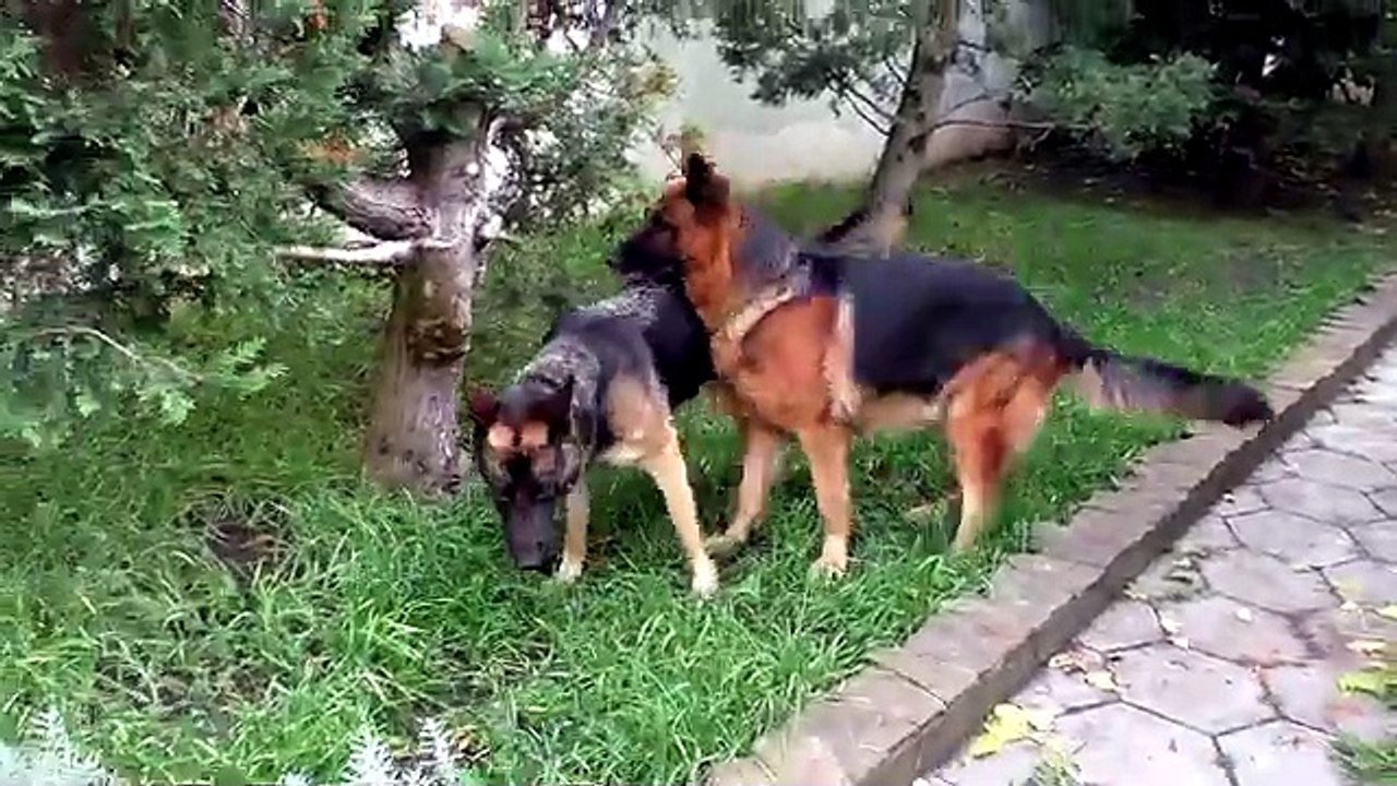 Gorgeous groom Ray and his sweet bride Nika. German shepherds. Wedding. Odessa