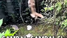 Inilah pak dadu yang suka bercocok tanam 😱😱