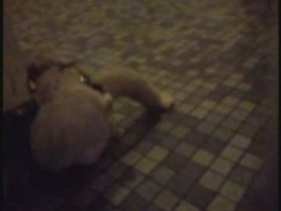 Les aventures de Popo - Episode 02 - Sony ericsson K850i