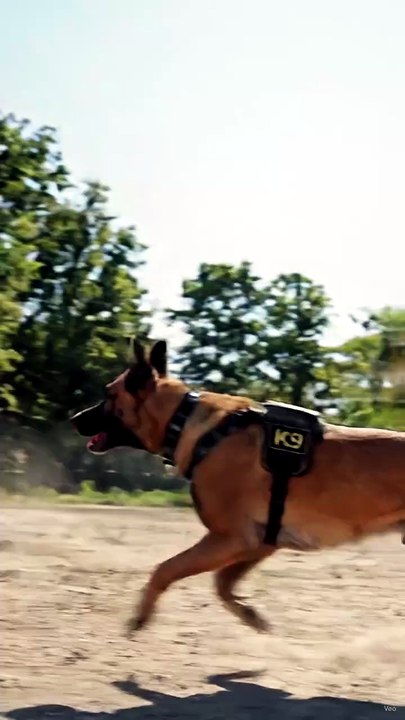 Elite K9 Dog Jumps Over High Wall 🐕‍🦺 Incredi...