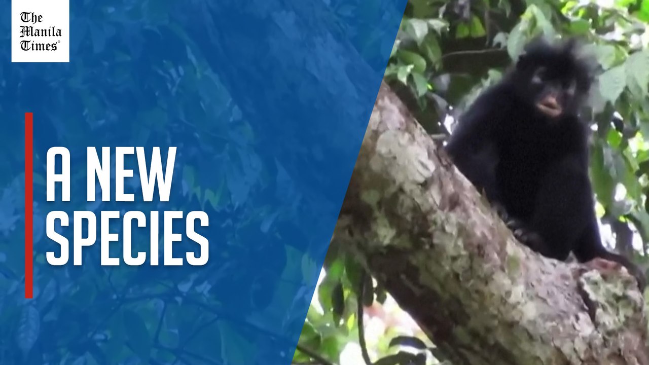 New species of African monkey filmed in Democratic Republic of Congo rainforest