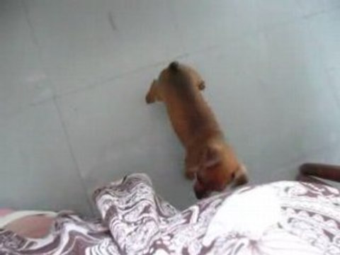 je sais même aboyer