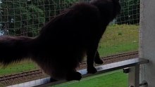 Just a little scratch. 😸 #cats #funnycats #catlovers