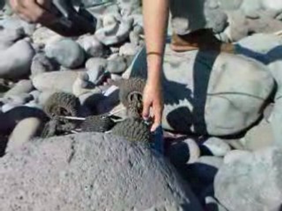 CR 01 vidéo