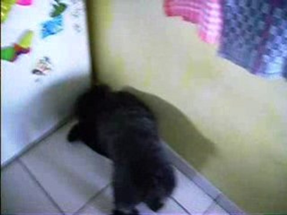 Chien qui cherche des croquettes derrière le frigo...