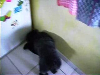 Chien qui cherche des croquettes derrière le frigo...