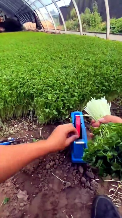 Next-Level Farming Technology! 🚜 Giant Apple Harvester & Satisfying Crop Processing