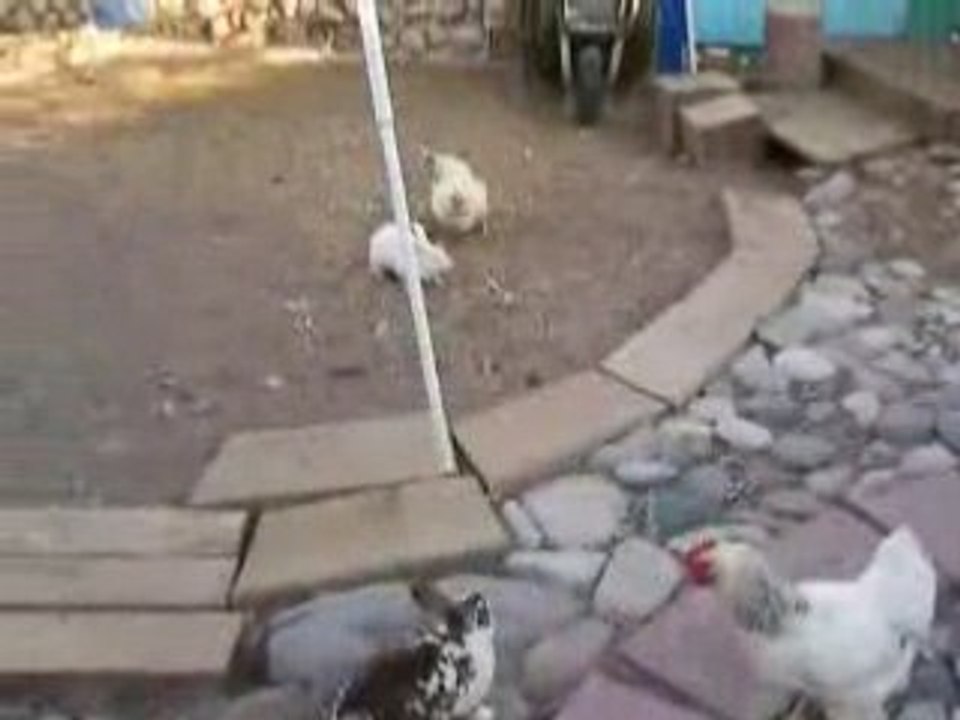Intervention des poulets