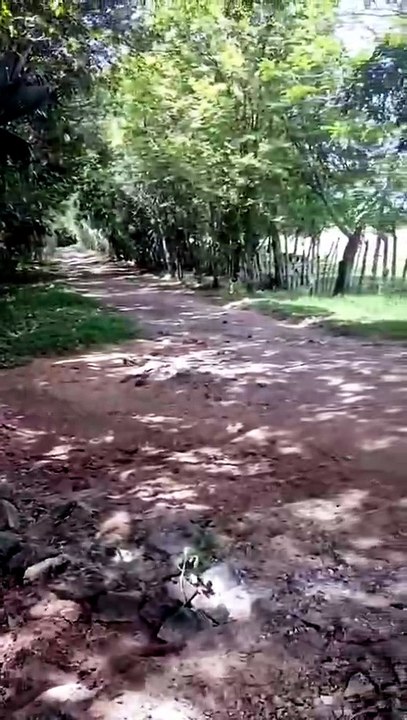 PARQUE NACIONAL HUMEDALES DEL OZAMA,LA SEIBA DE LA VICTORIA,PROVINCIA SANTO DOMINGO,R.D.NOTAS:ES UN LUGAR MUY HERMOSO,PERO HAY MILES DE MOSQUITOS.
