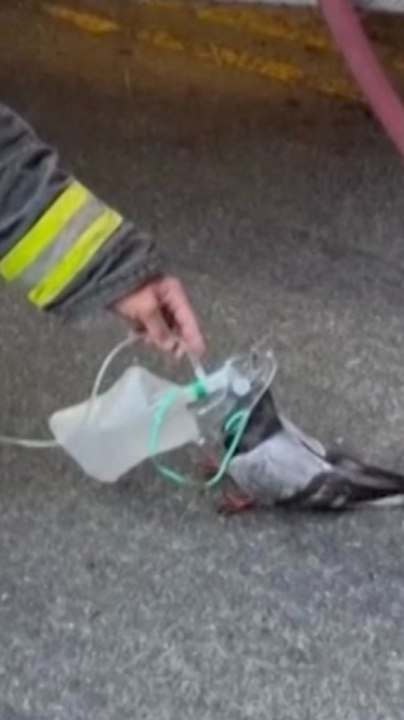 Bomberos ayudan a una paloma con oxígeno