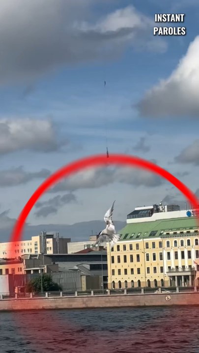 Ces pompiers se mobilisent pour libérer un oiseau coincé près d’un pont