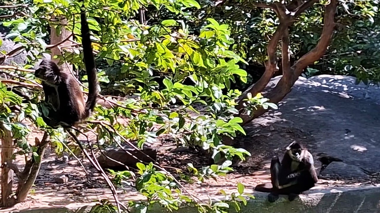 Resguardan mono araña en Puerto Vallarta | CPS Noticias Puerto Vallarta