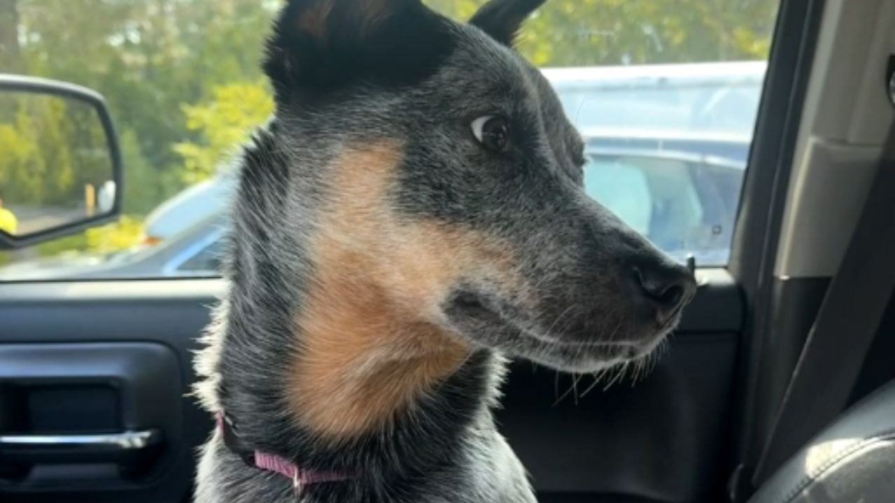 Heartwarming Reunion: Blue Heeler's Joy Upon Seeing Dad Again