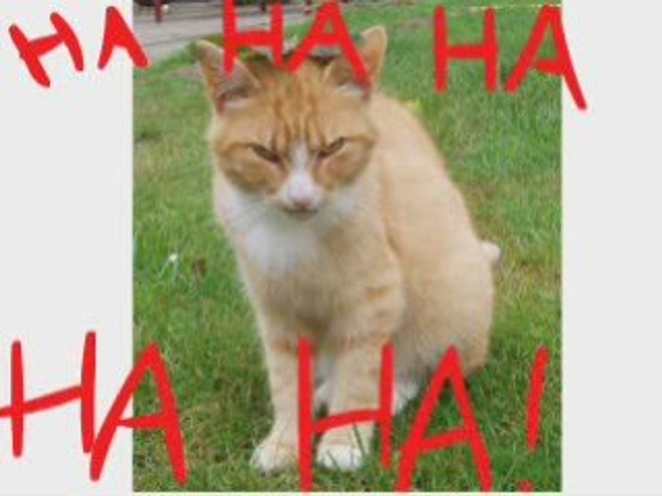 You are a pirate - Full version