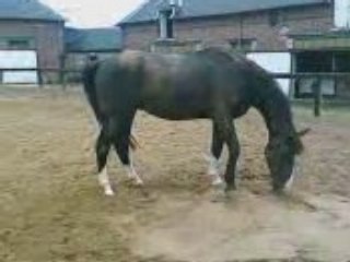 Cheval qui se releve =)