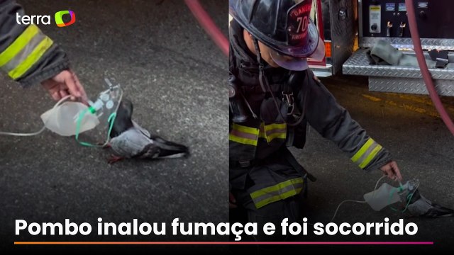 Bombeiros usam máscara de oxigênio em pombo que passou mal após inalar fumaça nos EUA