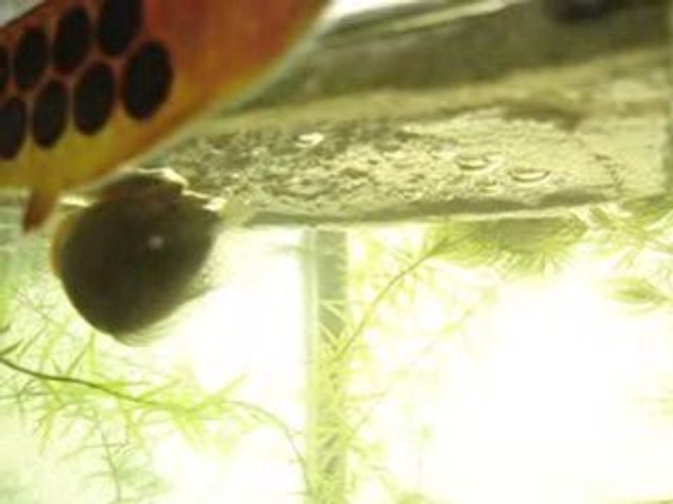 gourami5