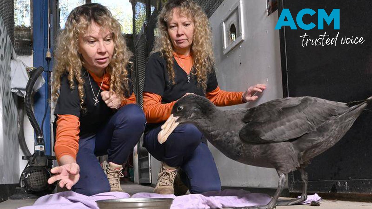 Seabird rescue organisations preparing for more flu cases