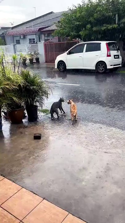 Cats vs cats fighting on the road see you guys