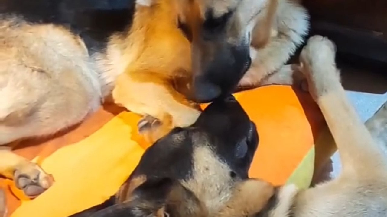 🐾🐾🐾🐾funny German Shepherd dogs #loves#lovers#🐶🐶viralvideo#reels#dogs#🐾🐾funny#f💕💕un#beautiful#awsome#💕💕💕💕