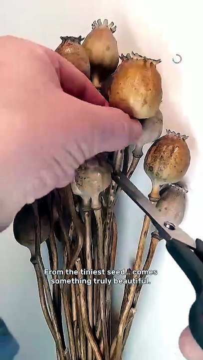 Watch tiny seeds transform into blooming poppies! 🌸