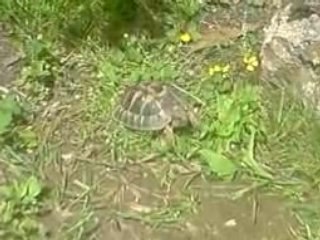 le repas de ma tortue