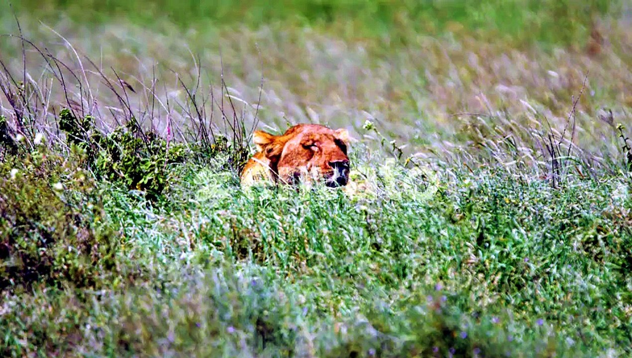 Wild lioness relaxing in green African plains w...