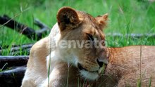 Portrait Of A Lioness Resting On A Sunny Grass In Maasai Mara, Kenya, Africa. Close Up Shot