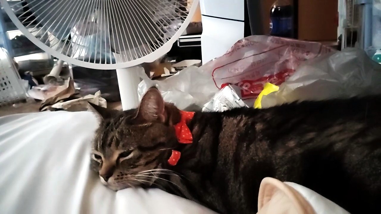 ベッドの上で寝るシフォン
