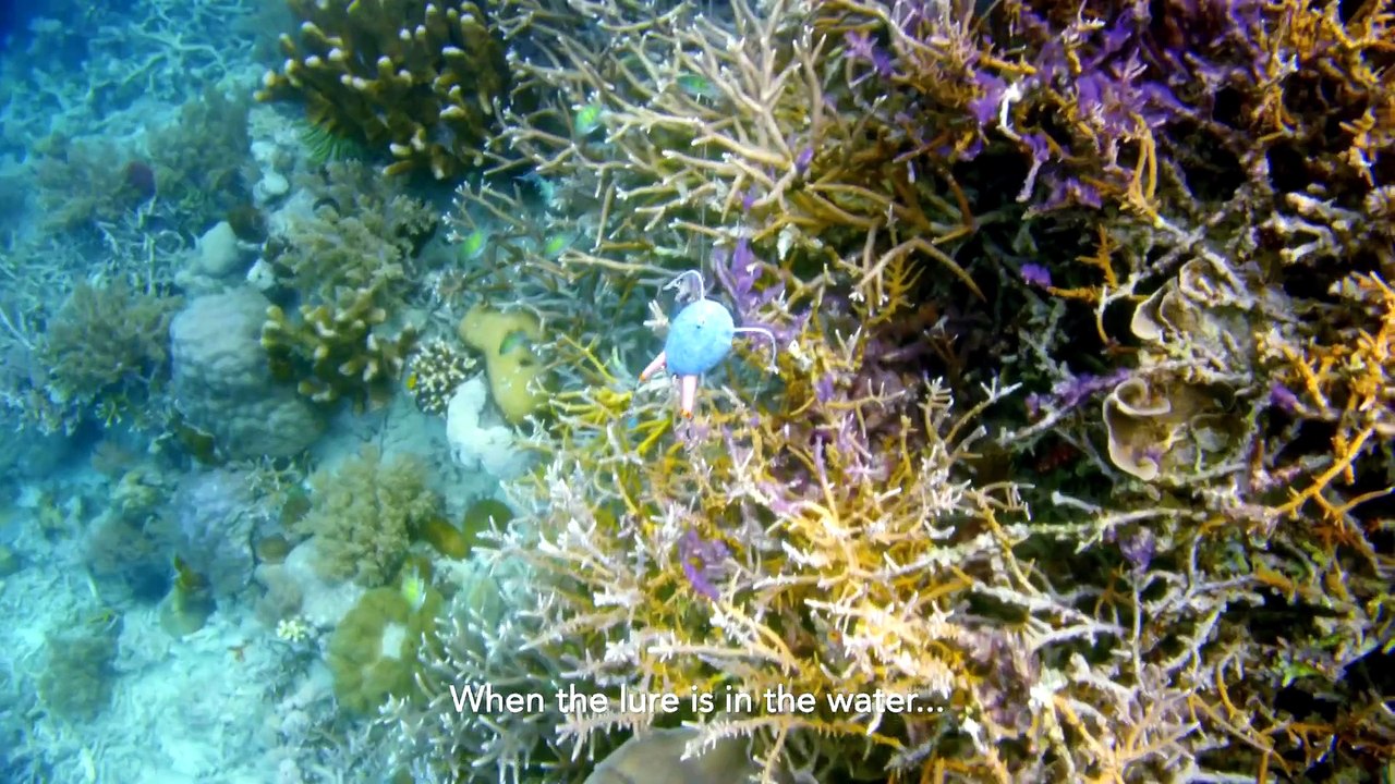 Borneo @ Earth's Tropical Islands 婆罗洲