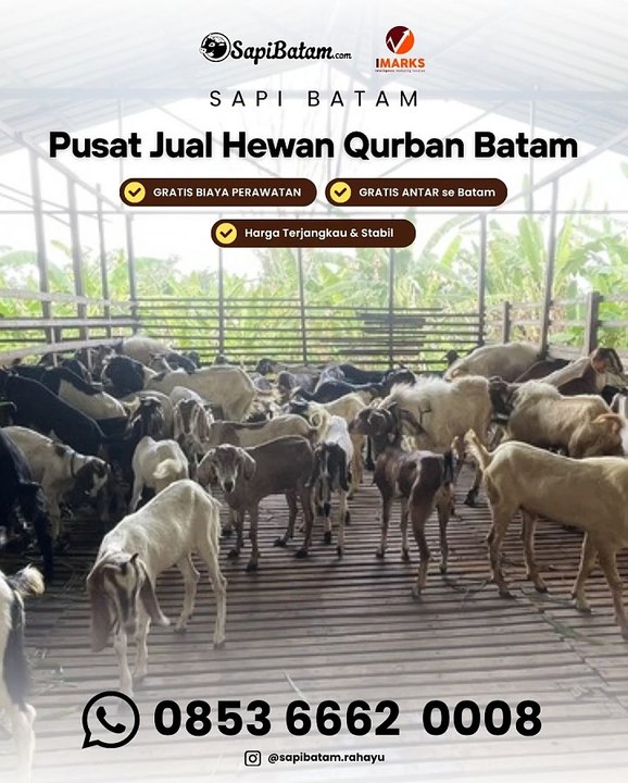 Jual Sapi Qurban Bobot Ideal di Batam Rahayu Farm