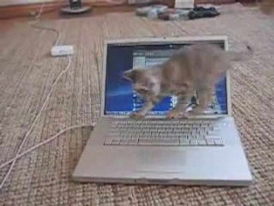 Kitten with Lap-top