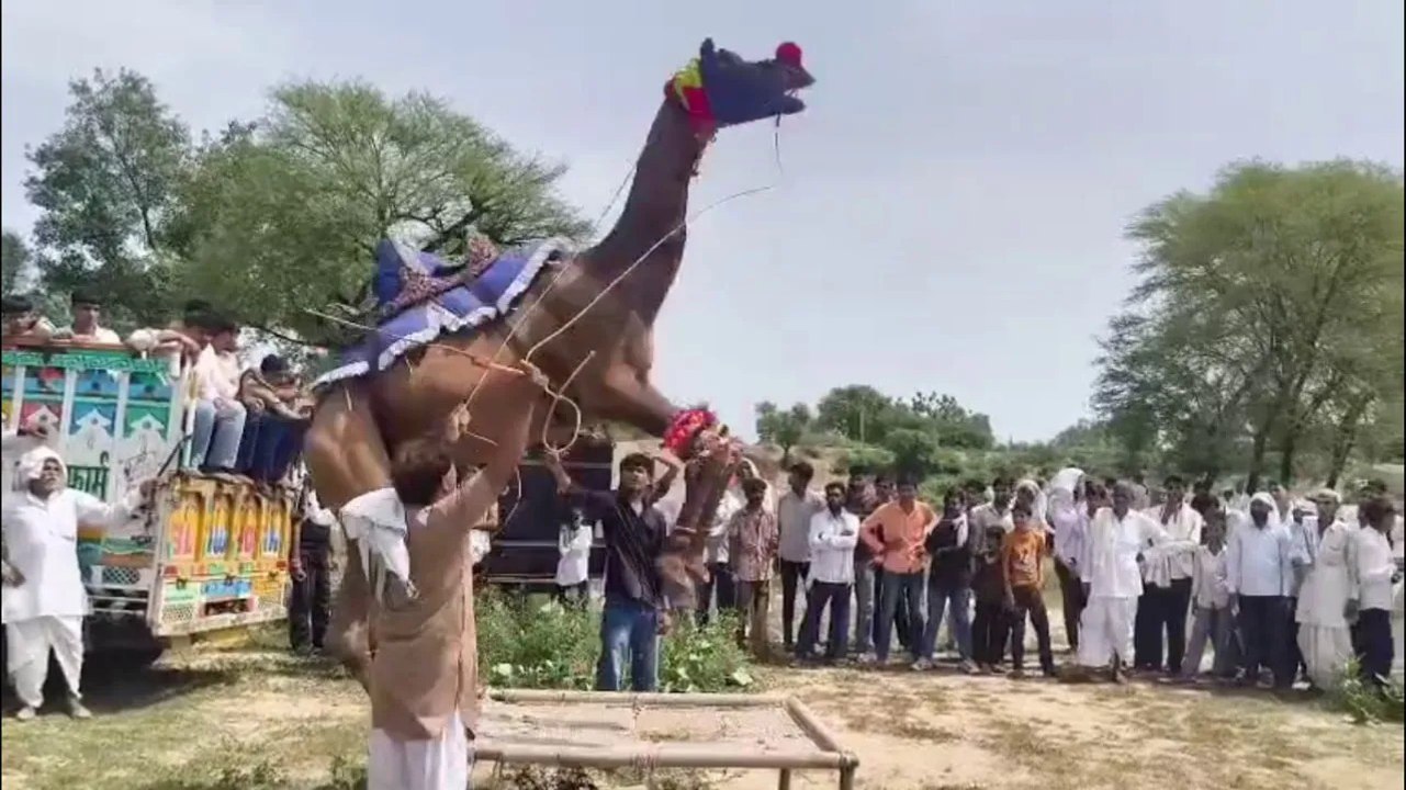 ऊंट ने चारपाई पर किया नृत्य
