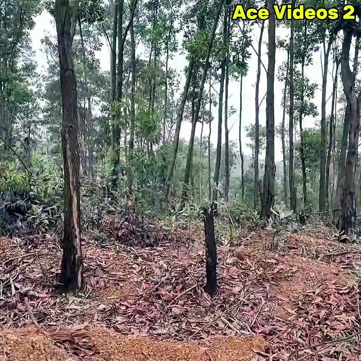 40 Days of Solo Survival Creating a Hidden Forest Shelter with Wood Stone #survival #bushcraft #outdoors #shelter #camping