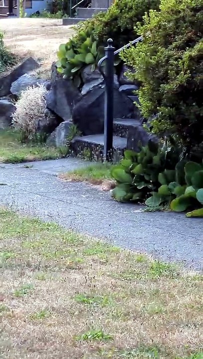 Conheça Jimothy, o guaxinim que está a fazer furor em Seattle (e na net)