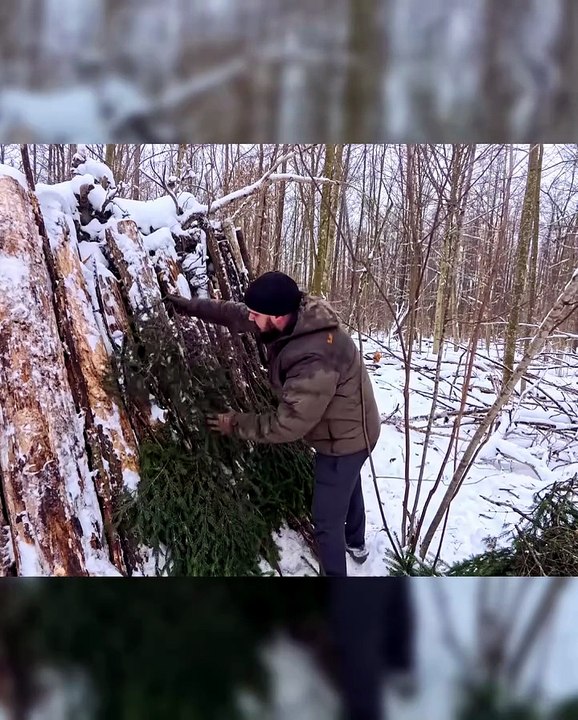 Building a cozy winter shelter under tree roots...