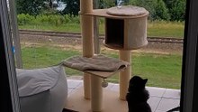 Cat funniest moments - When you forget you're not a tiny kitten anymore... 😹 #cats #funnycats #catlovers