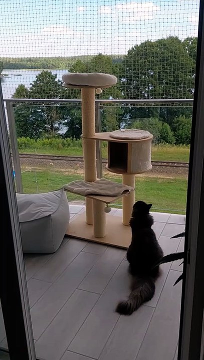 Cat funniest moments - When you forget you're not a tiny kitten anymore... 😹 #cats #funnycats #catlovers
